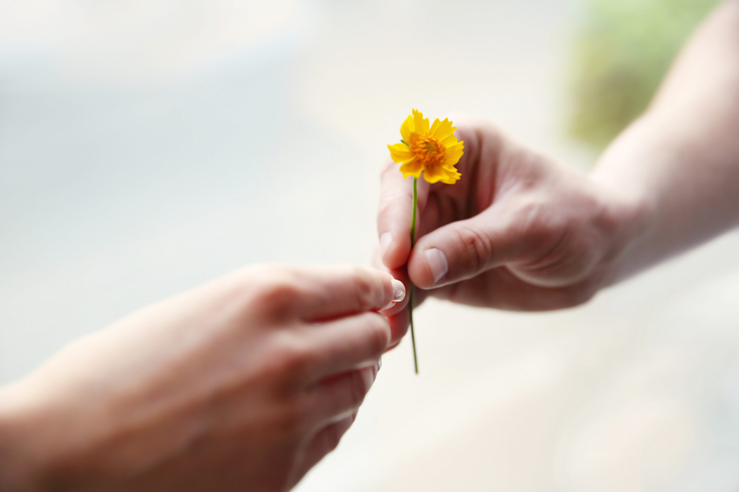 花の手渡し